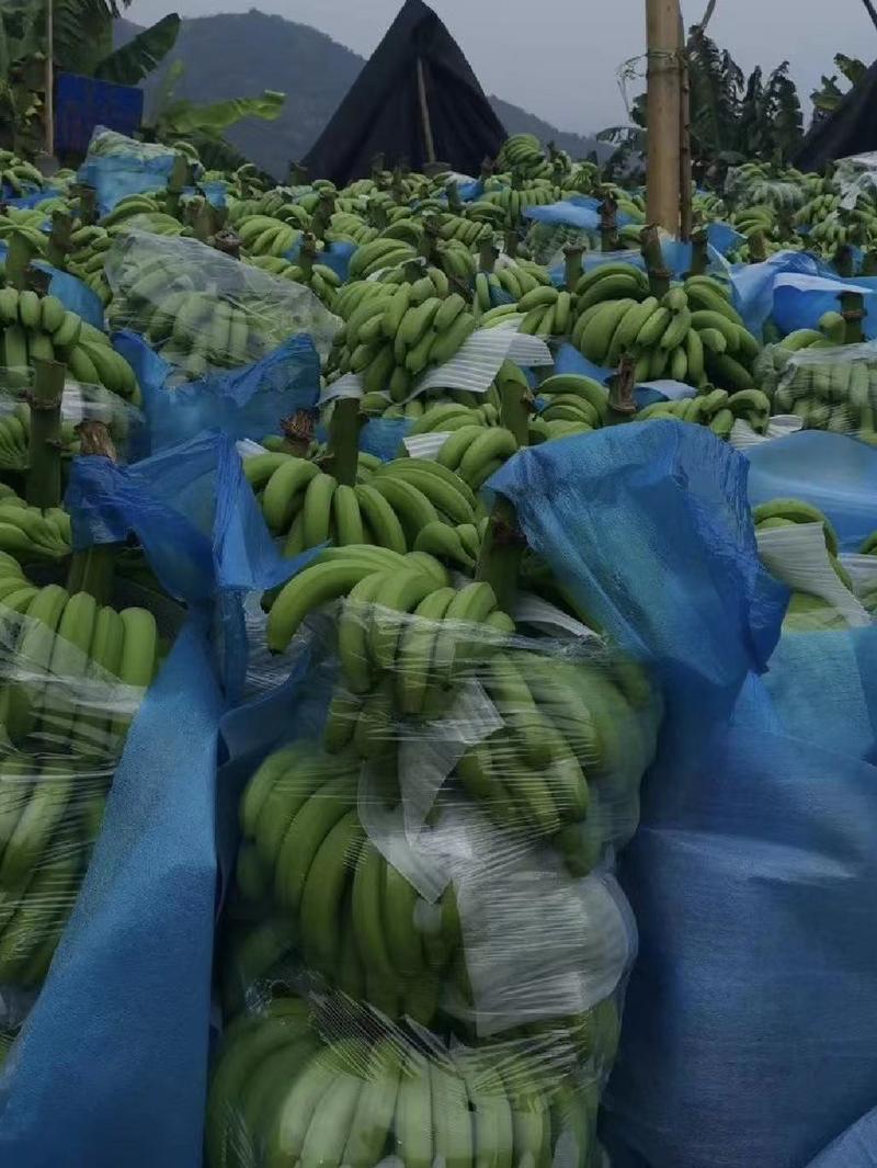 【精品推荐】香蕉苹果蕉粉蕉大量供应，品质保证