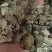 川穹，可打粉，产地货源充足，品质保证，产地四川
