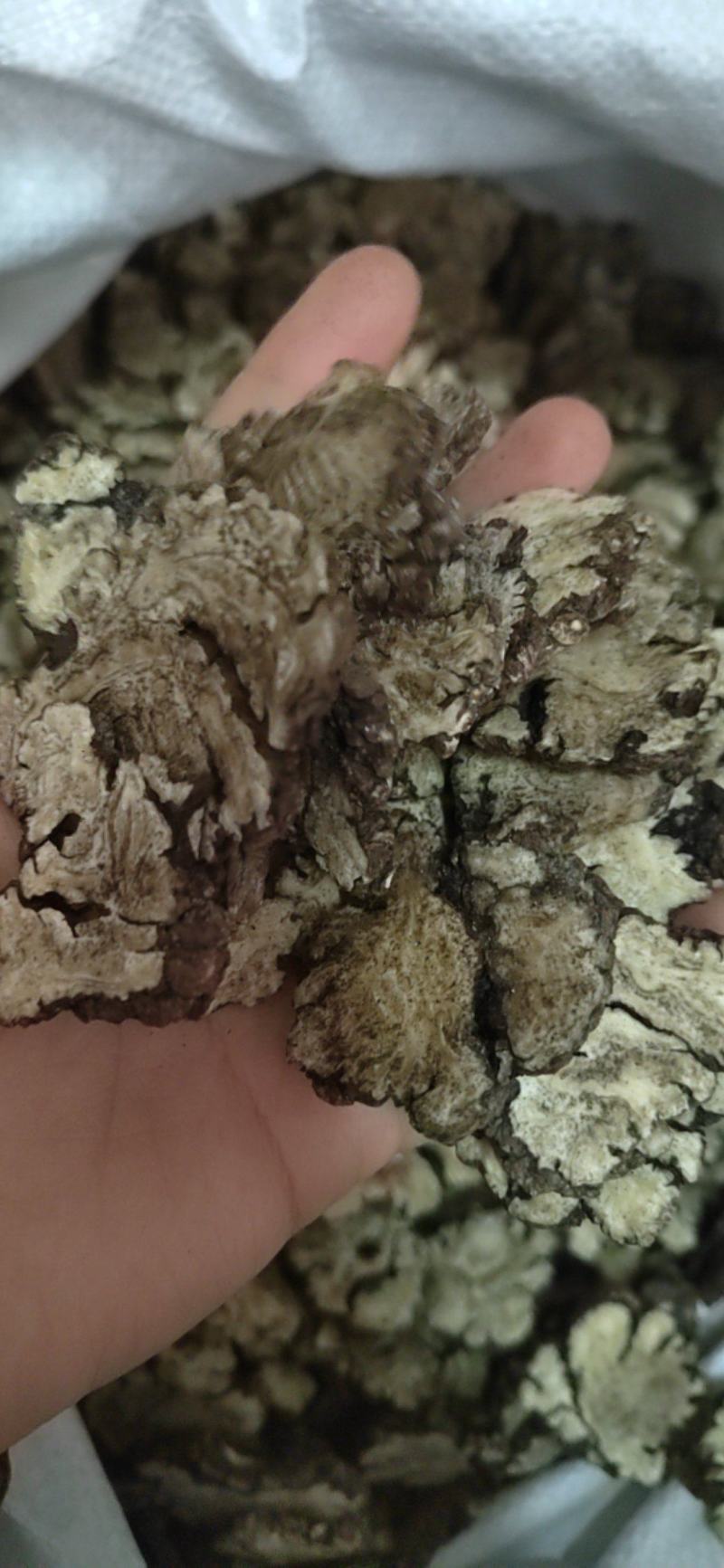 川穹，可打粉，产地货源充足，品质保证，产地四川