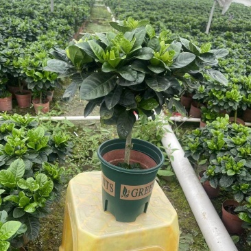 牡丹栀子花盆栽浓香型大花重瓣大叶独杆栀子花阳台四季花卉绿