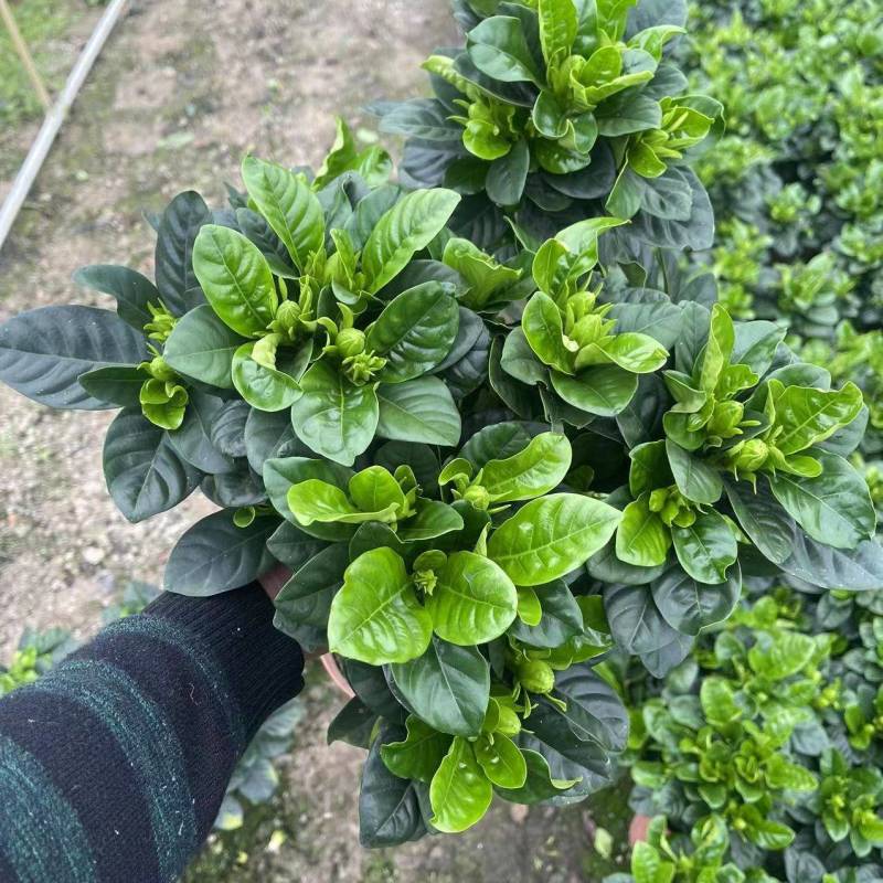牡丹栀子花盆栽浓香型大花重瓣大叶独杆栀子花阳台四季花卉绿