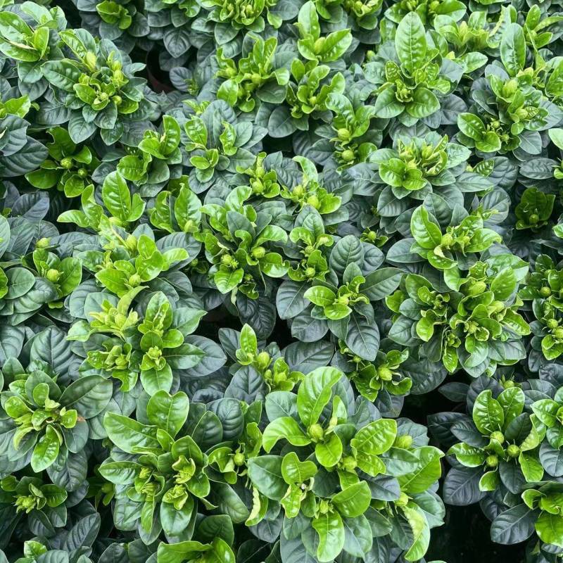 牡丹栀子花盆栽浓香型大花重瓣大叶独杆栀子花阳台四季花卉绿