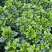 牡丹栀子花盆栽浓香型大花重瓣大叶独杆栀子花阳台四季花卉绿