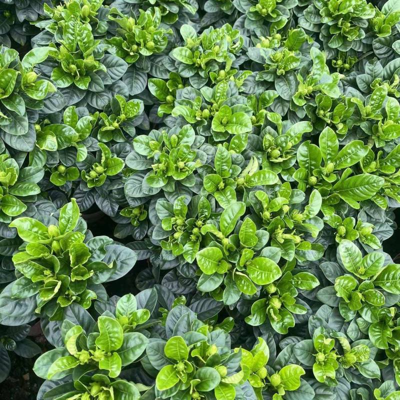 牡丹栀子花盆栽浓香型大花重瓣大叶独杆栀子花阳台四季花卉绿