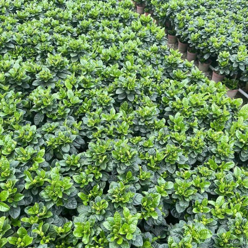牡丹栀子花盆栽浓香型大花重瓣大叶独杆栀子花阳台四季花卉绿