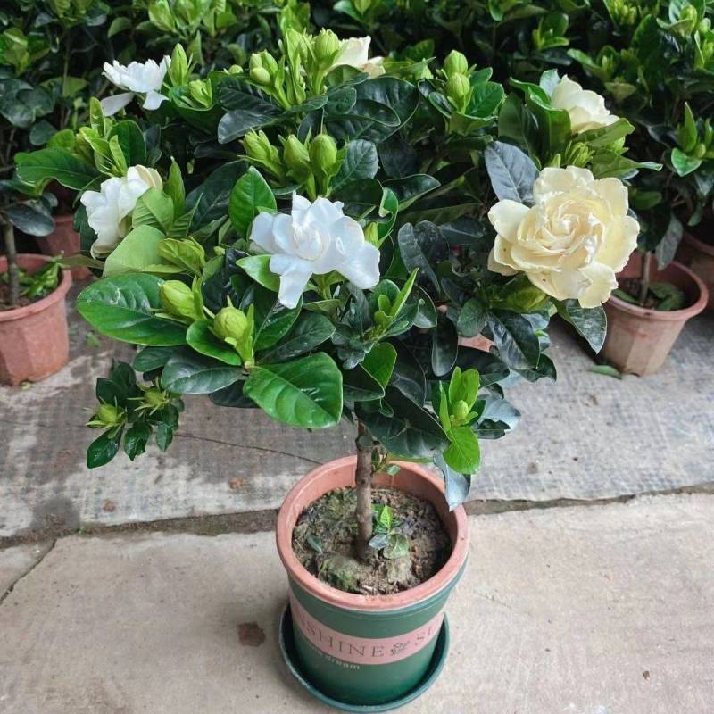 牡丹栀子花盆栽浓香型大花重瓣大叶独杆栀子花阳台四季花卉绿