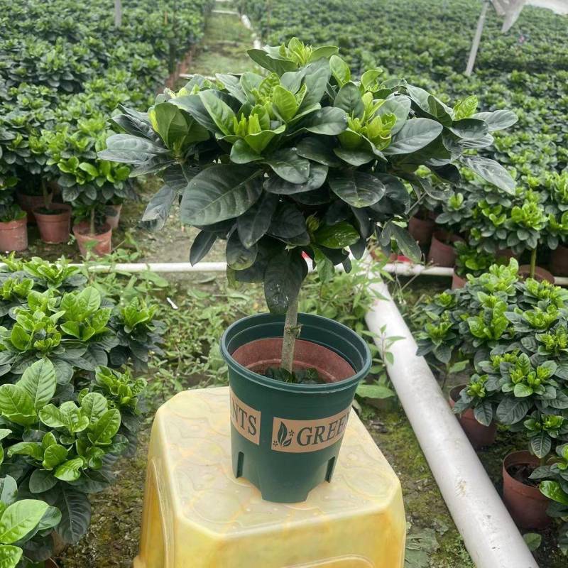 牡丹栀子花盆栽浓香型大花重瓣大叶独杆栀子花阳台四季花卉绿