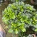 牡丹栀子花盆栽浓香型大花重瓣大叶独杆栀子花阳台四季花卉绿