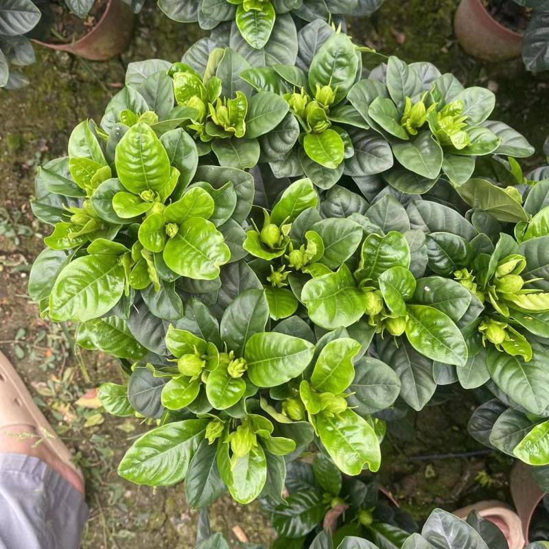 牡丹栀子花盆栽浓香型大花重瓣大叶独杆栀子花阳台四季花卉绿