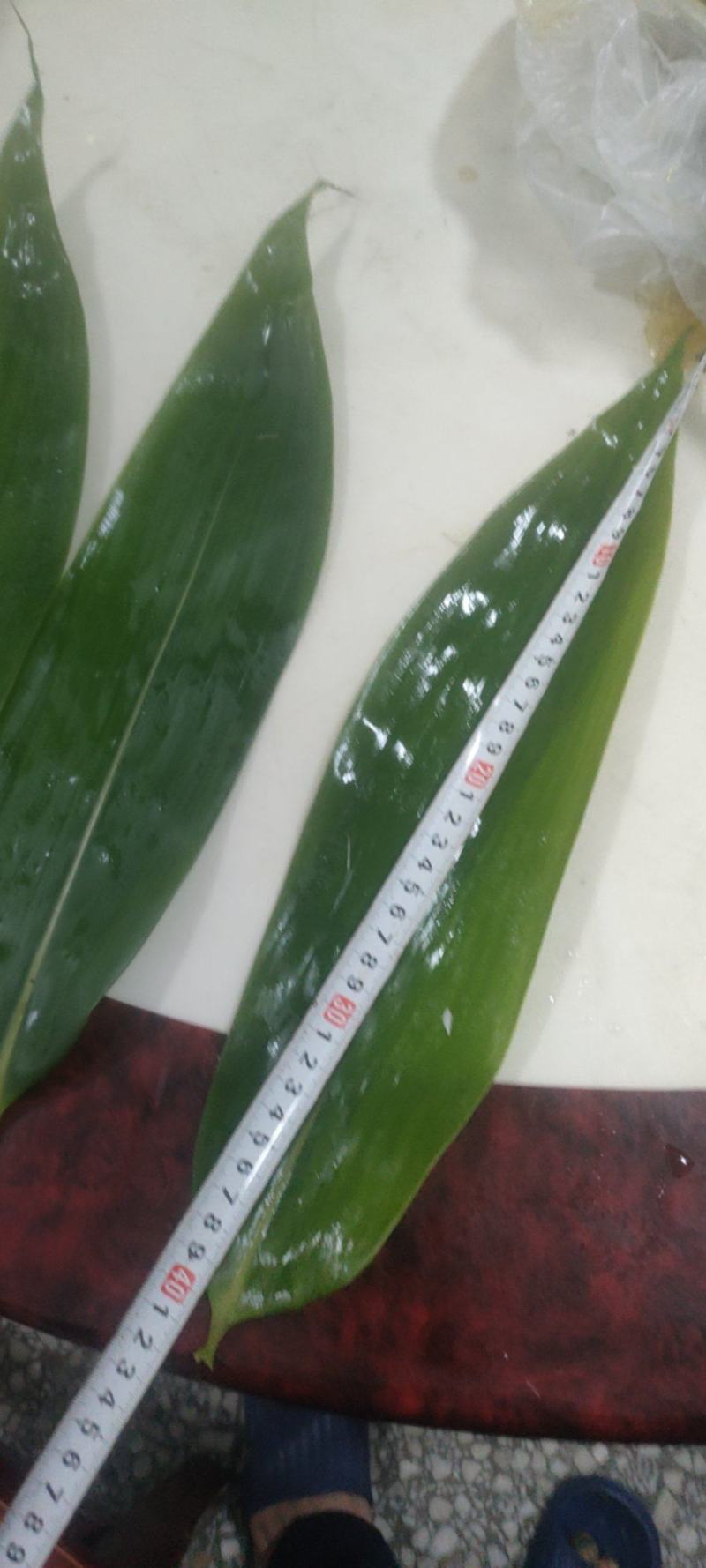 鲜高品质粽叶
