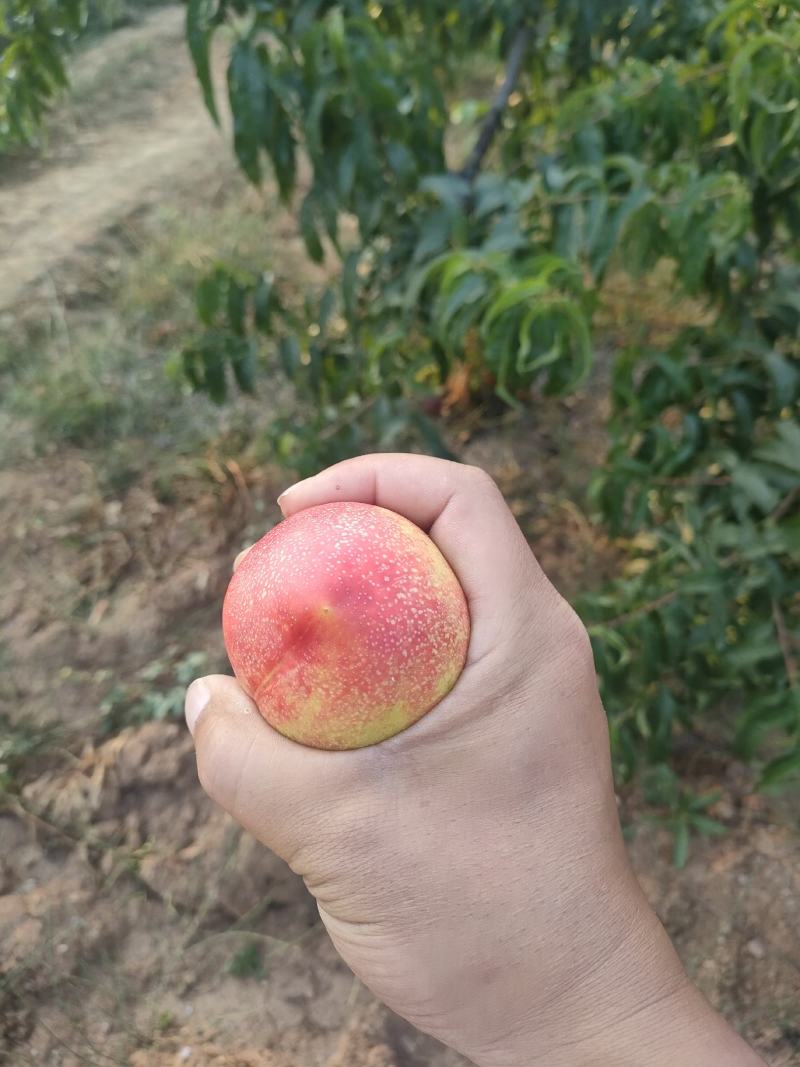 精选优质黄肉油桃，大量上市欢迎各地客商前来咨询选购