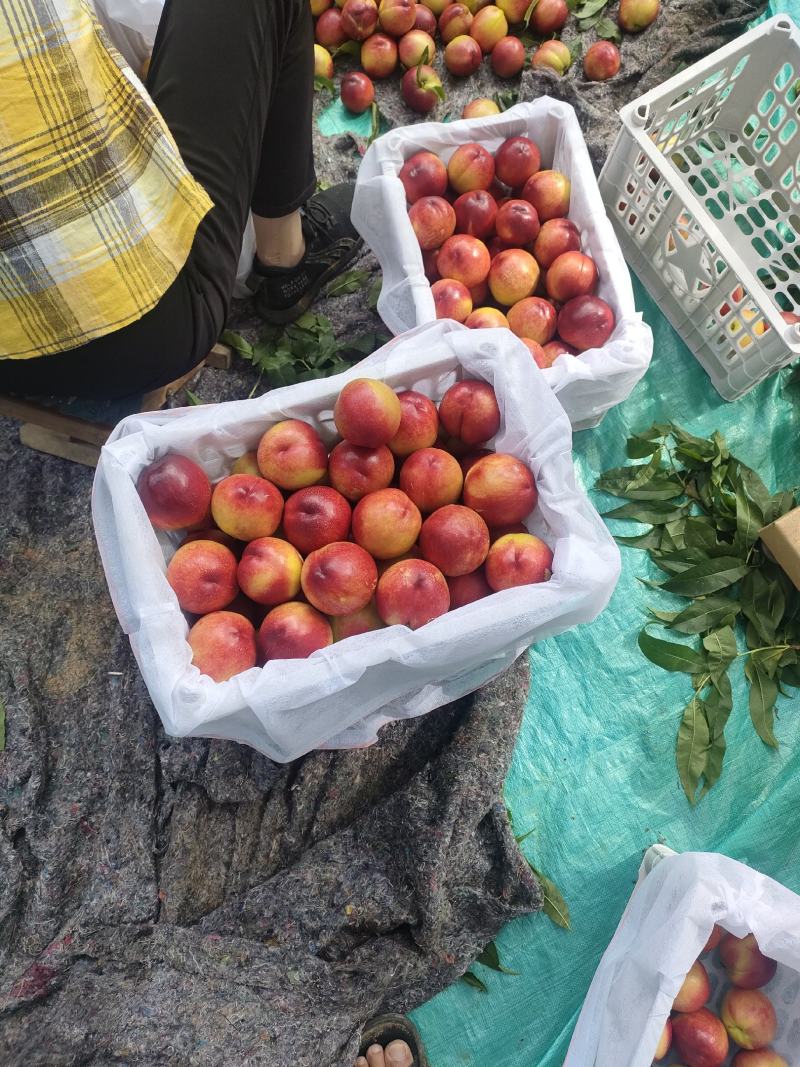 精选优质黄肉油桃，大量上市欢迎各地客商前来咨询选购