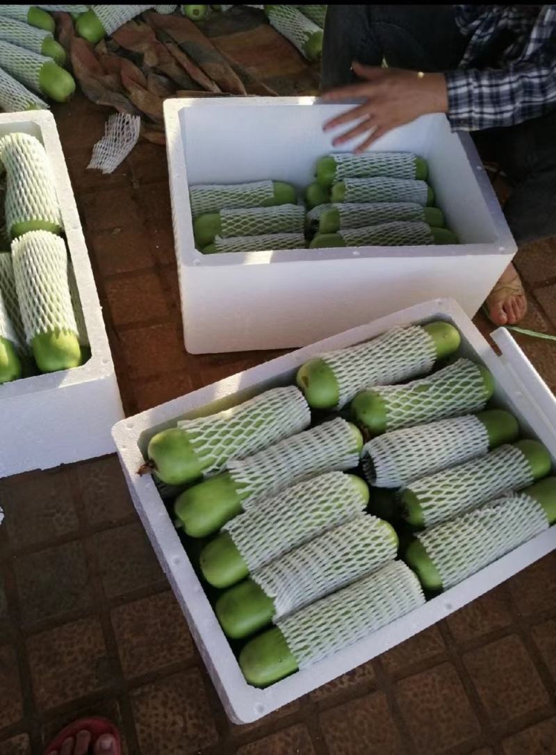 蒲瓜专业对接市场，电商，食堂，产地大量上市