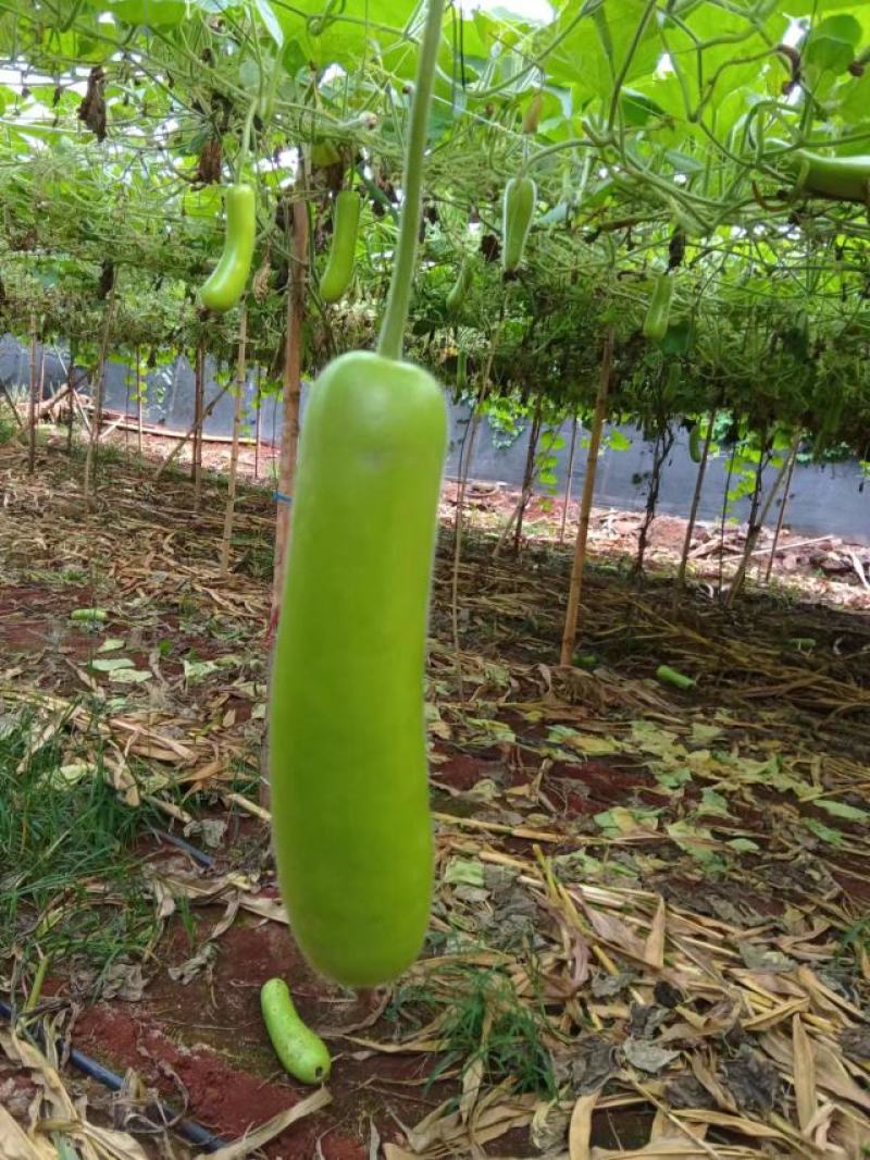 蒲瓜专业对接市场，电商，食堂，产地大量上市