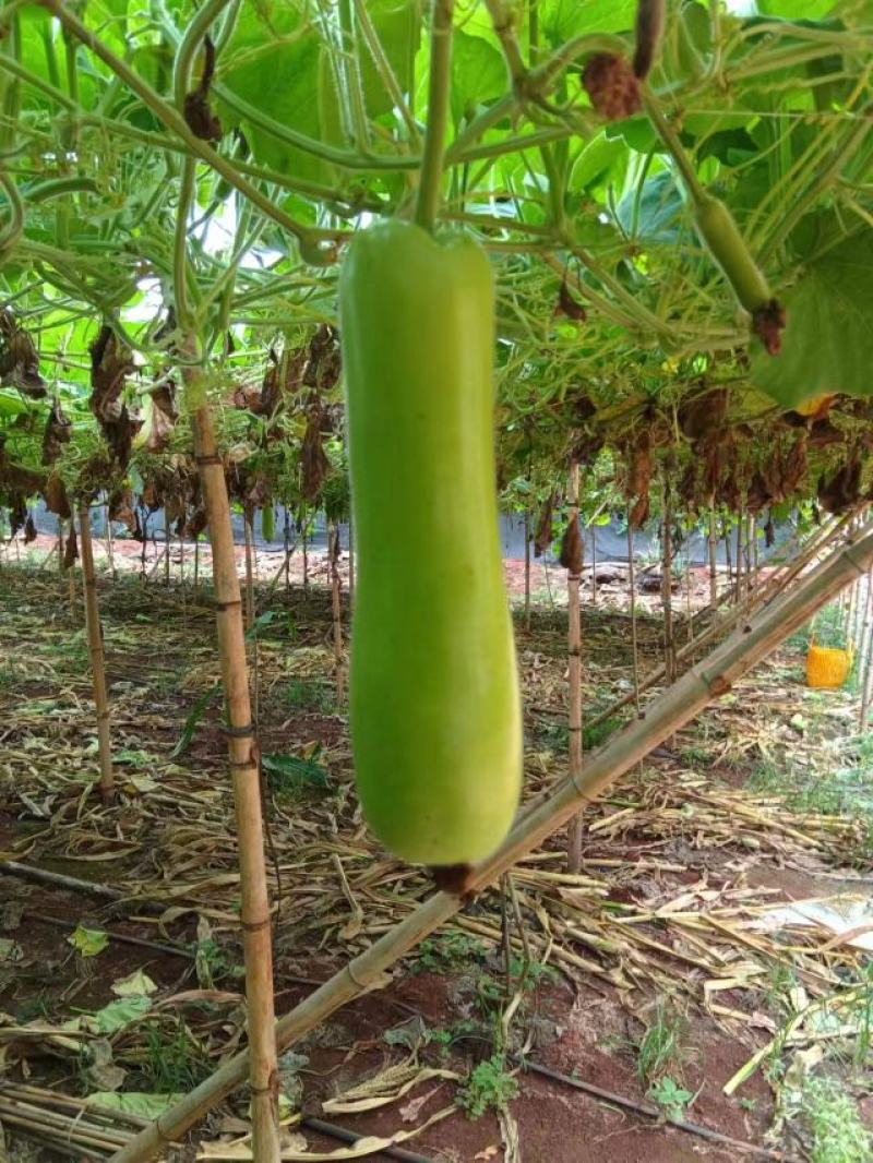 蒲瓜专业对接市场，电商，食堂，产地大量上市