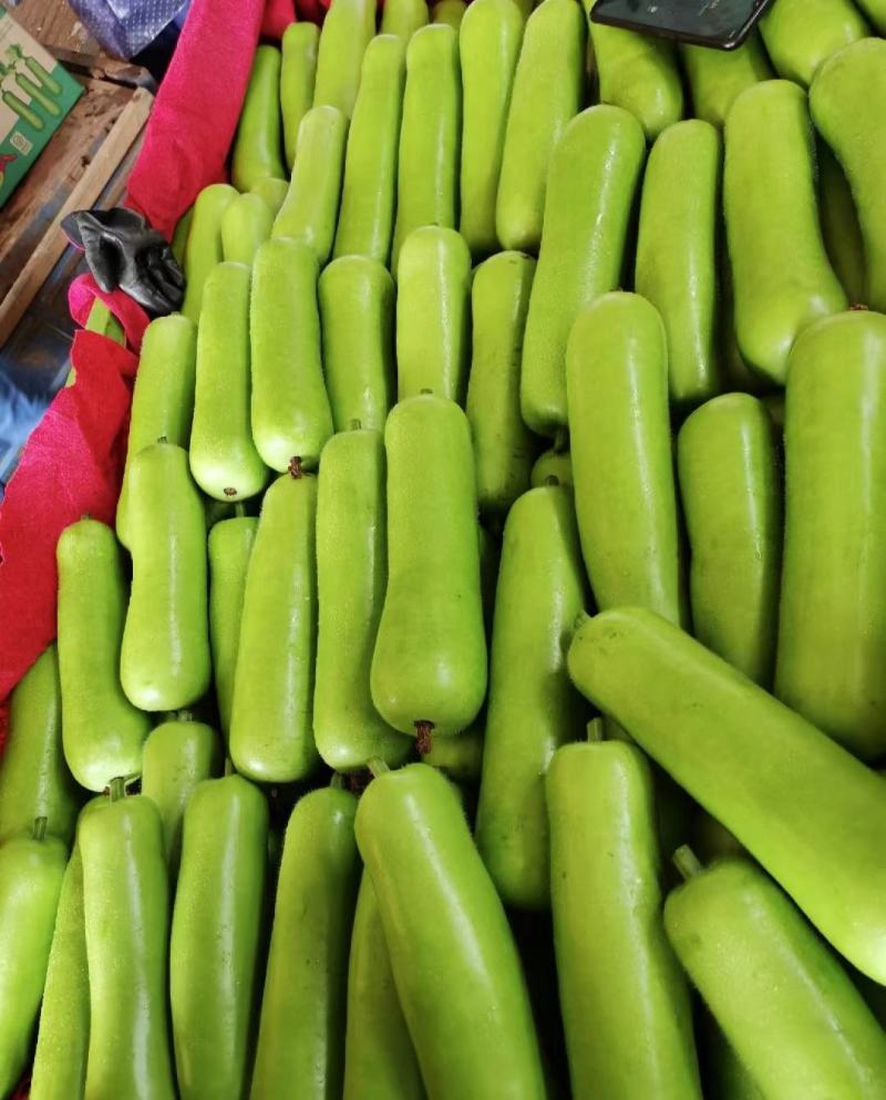 蒲瓜专业对接市场，电商，食堂，产地大量上市