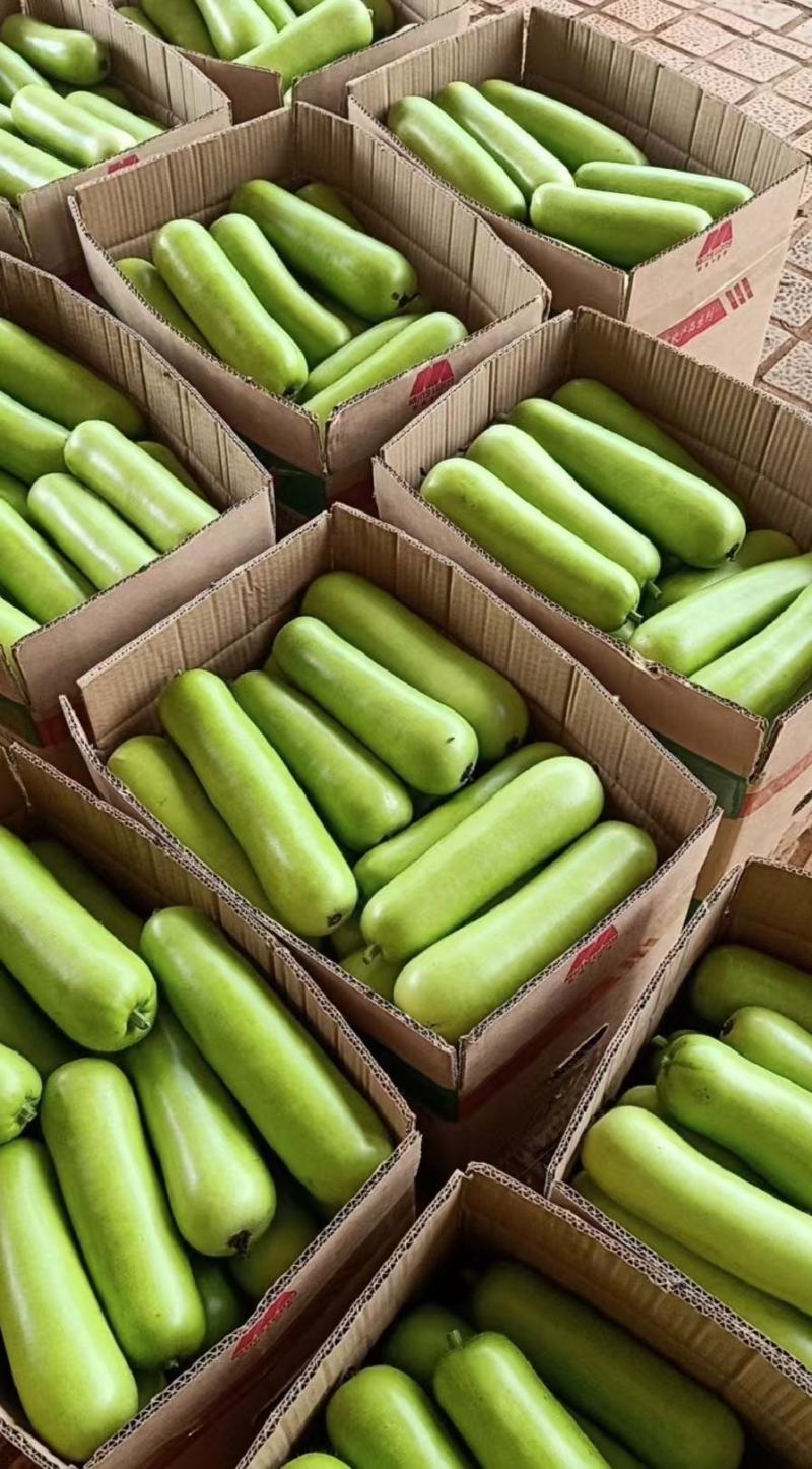 蒲瓜专业对接市场，电商，食堂，产地大量上市