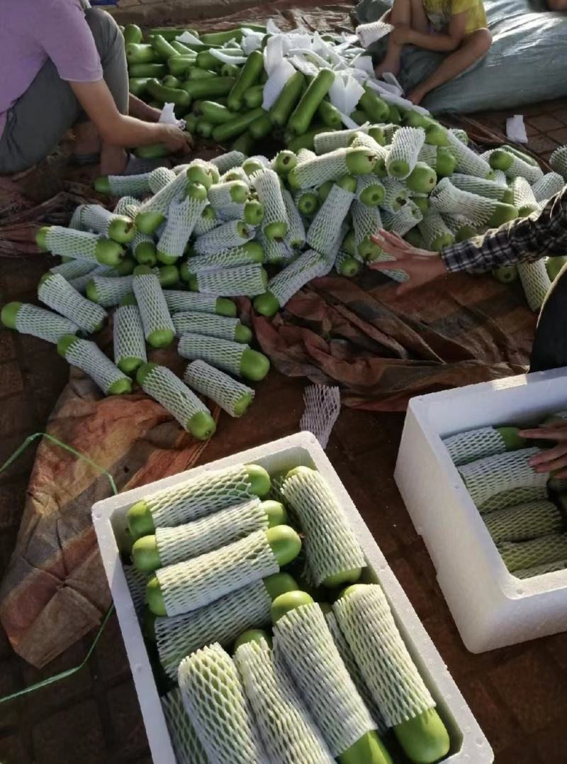蒲瓜专业对接市场，电商，食堂，产地大量上市