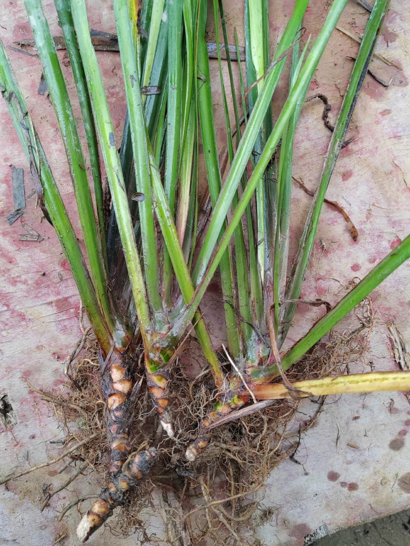 石菖蒲苗优质红心大叶品种