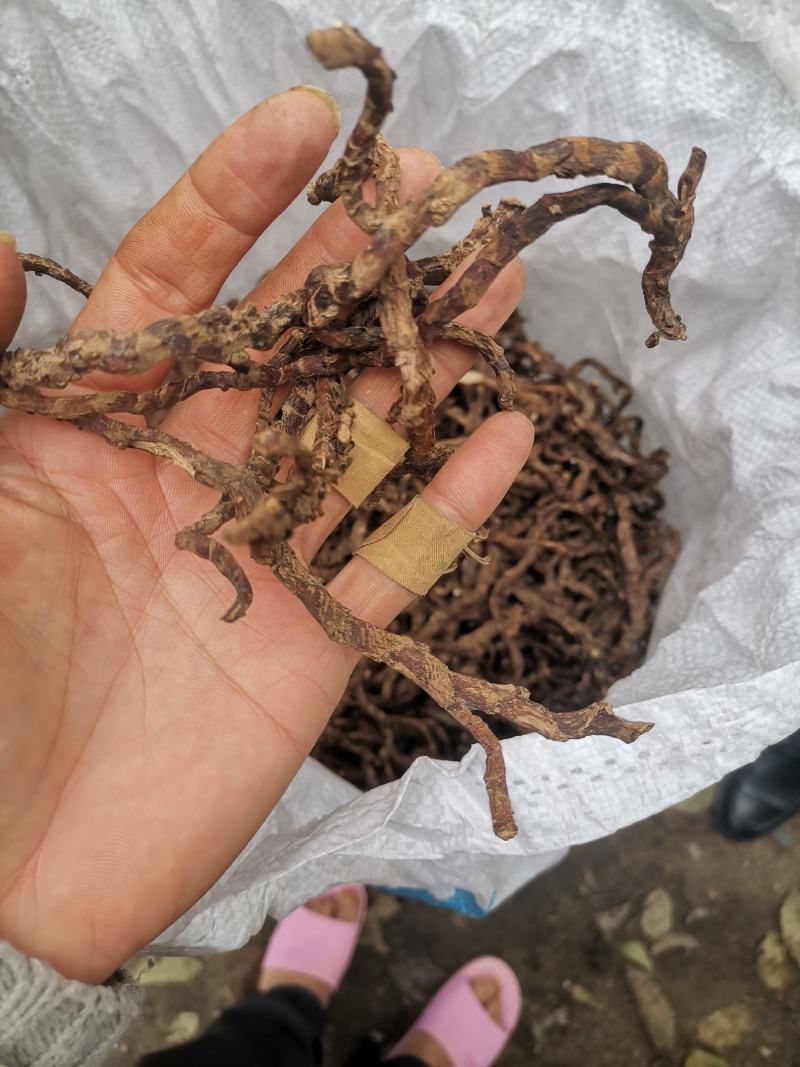 石菖蒲苗优质红心大叶品种