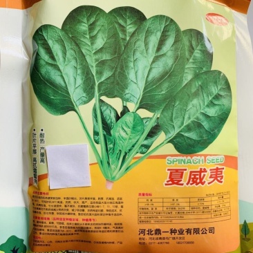 夏威夷菠菜种子，300克