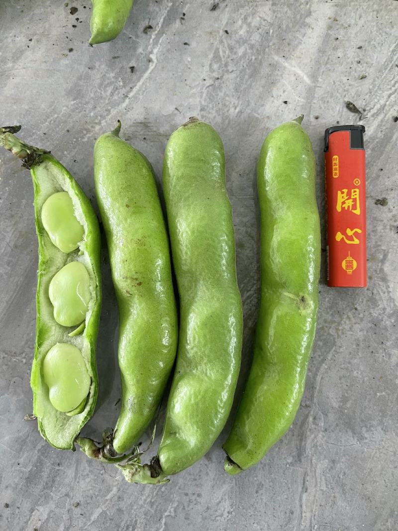 【优选商家】湖北精品蚕豆，正宗大板豆，颗粒爆满，颜色清秀