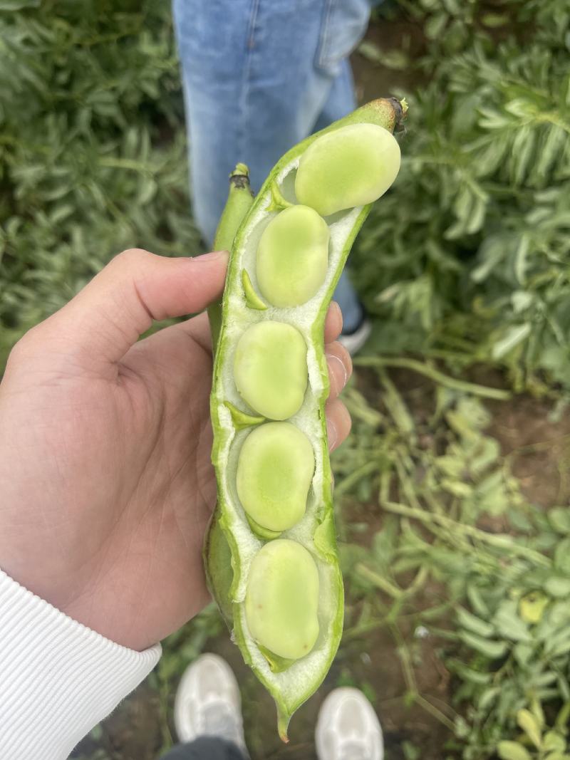 【优选商家】湖北精品蚕豆，正宗大板豆，颗粒爆满，颜色清秀