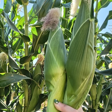 攀枝花新鲜白糯玉米