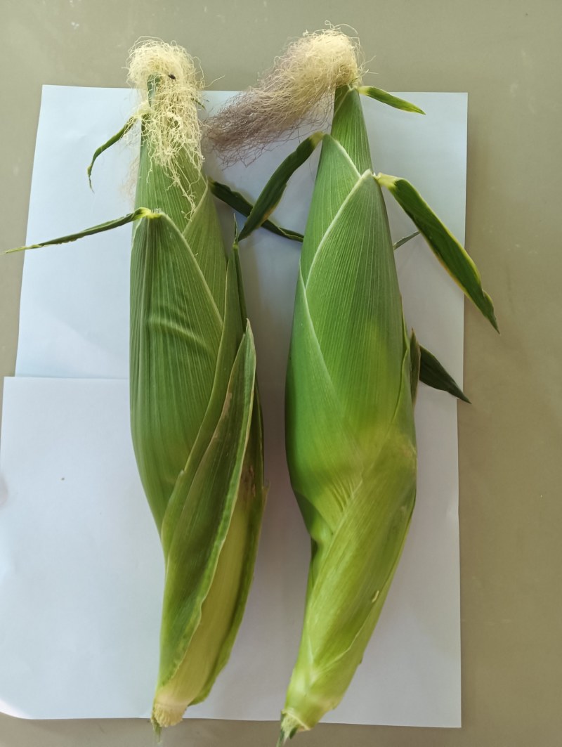 攀枝花新鲜白糯玉米