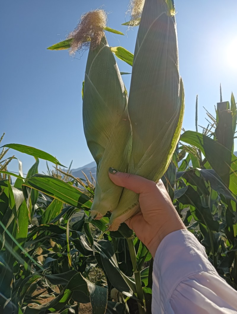 攀枝花新鲜白糯玉米