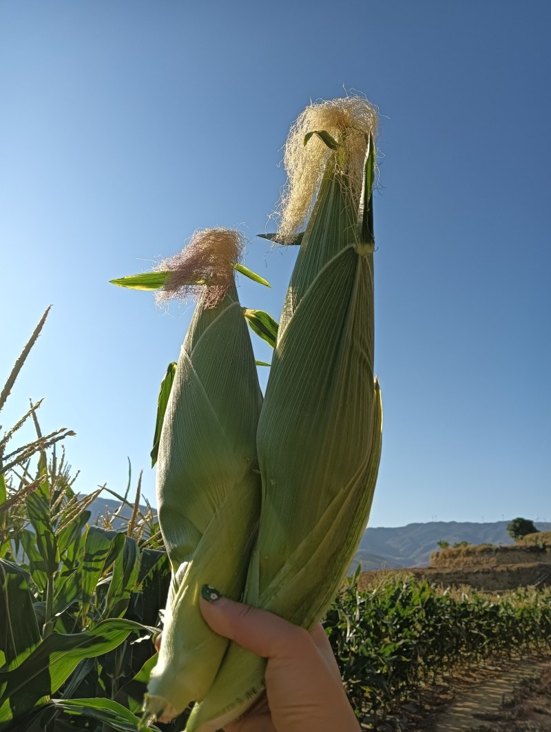 攀枝花新鲜白糯玉米