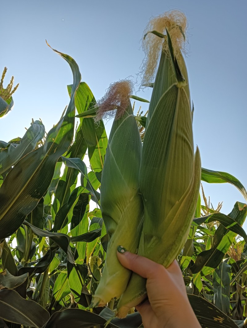 攀枝花新鲜白糯玉米