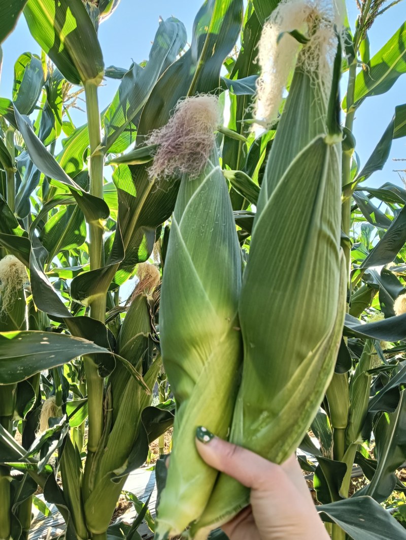 攀枝花新鲜白糯玉米