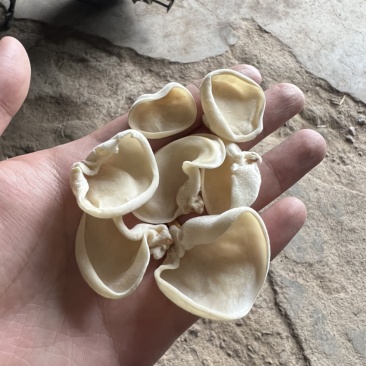 白玉木耳