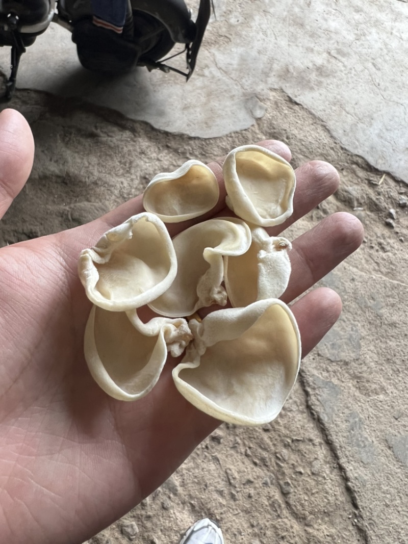 白玉木耳