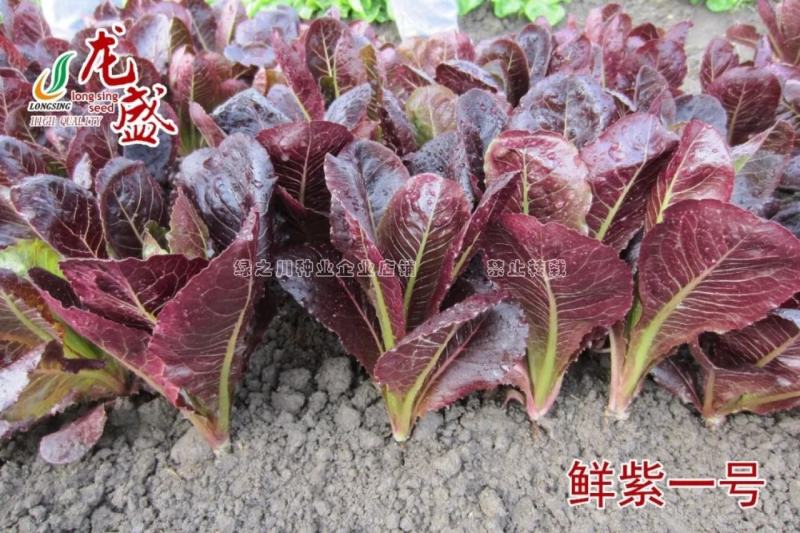 鲜紫一号叶用莴苣菜种子速生特色叶菜种子抗病丰产可周年栽培