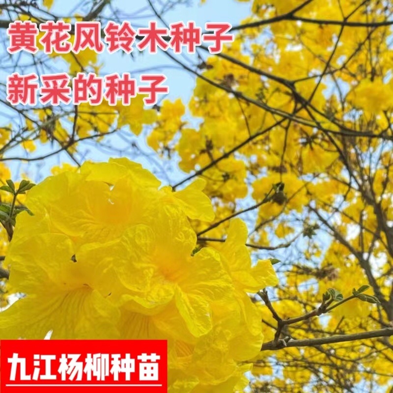 黄花风铃木种子