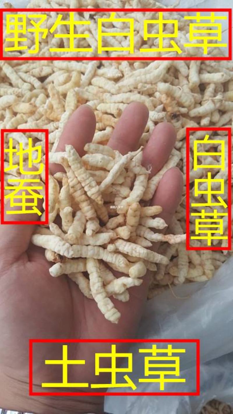 江湖地摊展会货源批发中药材草石蚕地蚕土冬虫草白虫草量大