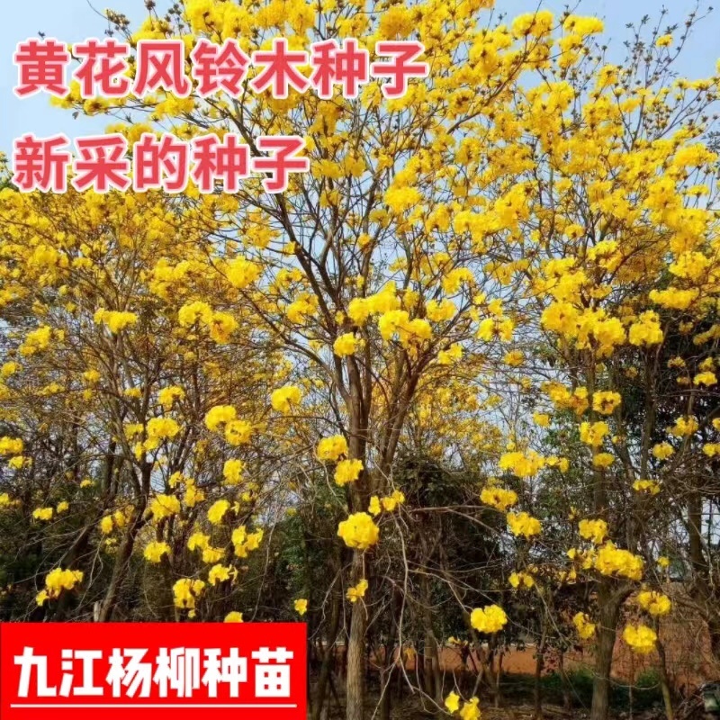黄花风铃木种子