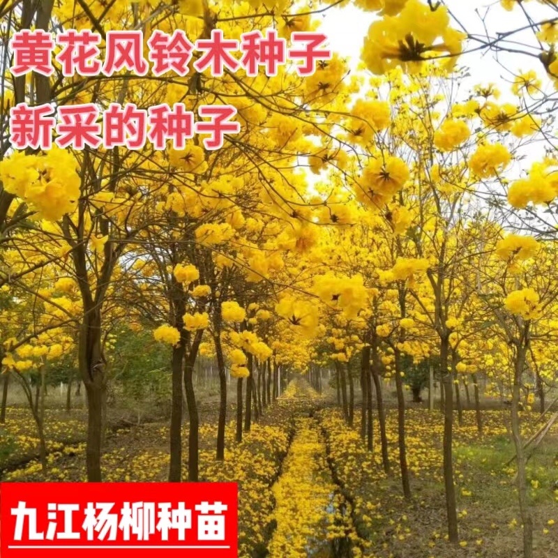 黄花风铃木种子