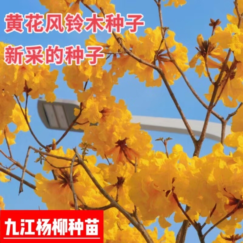 黄花风铃木种子