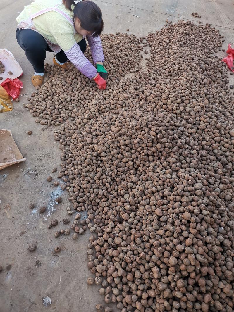 魔芋种子，—丽江魔芋一代种提供技术产地直发欢迎采购
