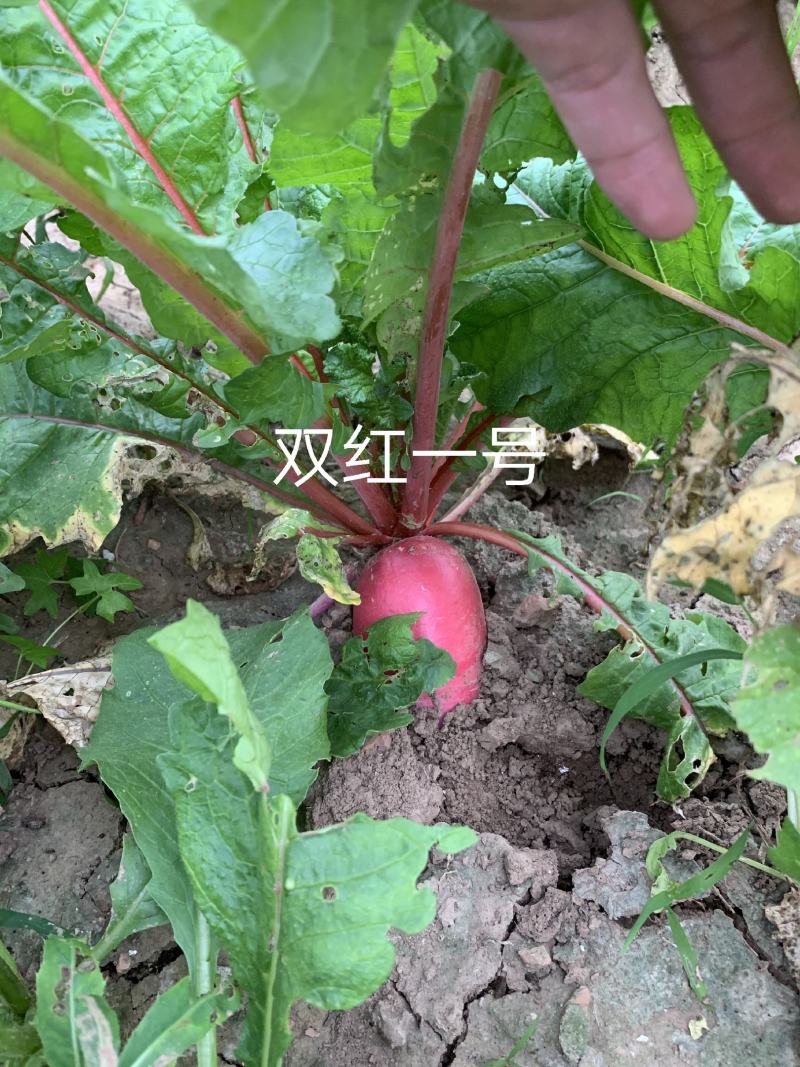 红皮萝卜种子夏秋专用红萝卜种子特耐热特早熟双红一号萝卜种