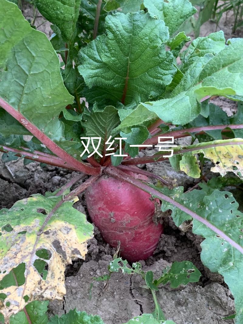 红皮萝卜种子夏秋专用红萝卜种子特耐热特早熟双红一号萝卜种
