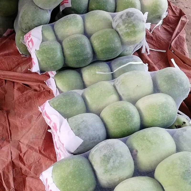 白冬瓜大量供应