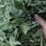 薄荷叶，安徽基地供货一手货源，质量好，价格优惠，欢迎采购