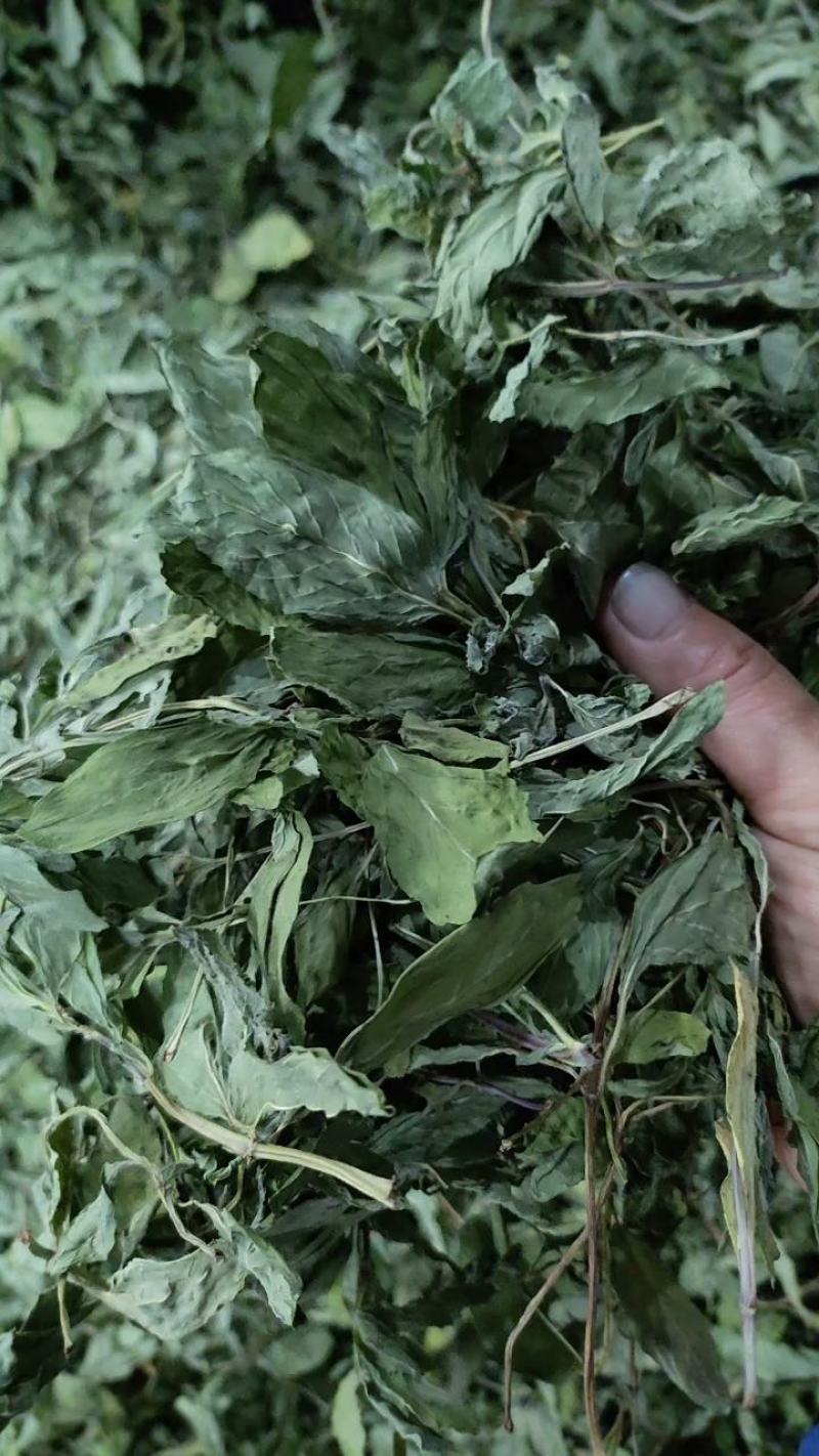 薄荷叶，安徽基地供货一手货源，质量好，价格优惠，欢迎采购