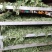 薄荷叶，安徽基地供货一手货源，质量好，价格优惠，欢迎采购