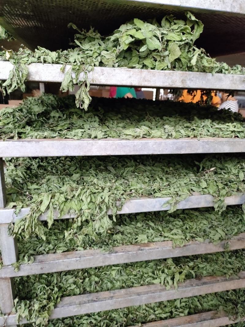 薄荷叶，安徽基地供货一手货源，质量好，价格优惠，欢迎采购
