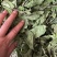 薄荷叶，安徽基地供货一手货源，质量好，价格优惠，欢迎采购